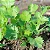 SEMENTES DE COENTRO VERDÃO TopSeed Garden Unico - Imagem 4