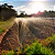 Mangueira Santeno 1 Irrigação 100m microperfurada - Imagem 2