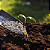 Adubo Fertilizante manutenção plantas NPK 20-05-20 - 2kg TOP - Imagem 1