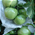 Saco proteção frutas legumes pragas doenças 26x32cm - 100 un - Imagem 6