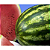 Sementes melancia Crimson Sweet RESISTENTE - 100g - Imagem 2