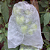 Saco proteção frutas legumes pragas doenças 18x15 cm - 100 un - Imagem 6
