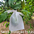 Saco proteção frutas legumes pragas doenças 18x15 cm - 100 un - Imagem 4