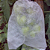 Saco proteção frutas legumes pragas doenças 18x15 cm - 100 un - Imagem 5