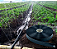 Mangueira de aspersão Aquadrip Irrigação microperfurada Aqua100 - 100 metros - Imagem 1