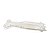 Isca Artificial Monster 3X Camarão Baby Soft - 6,5 cm - Cor Manjuba - Imagem 1
