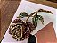 Broche Rosa - Imagem 4