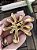 Broche Splash - Imagem 6