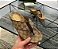 Chinelo Gucci - Imagem 1