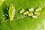 Allium - Repelente e Desalojante de Insetos e Pragas- Agrooceânica - 100 ml - Imagem 2