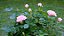 Adubo B&G Rosas - Fertilizante Multinutrientes Completo - 250 ml - Imagem 4