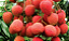 Forth Frutas - Adubo para Crescimento, Floração e Frutificação - 10Kg - Imagem 5