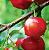 Forth Frutas - Adubo para Crescimento, Floração e Frutificação - 3Kg - Imagem 3