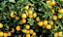 Forth Frutas - Adubo para Crescimento, Floração e Frutificação - 3Kg - Imagem 4
