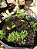 Terra Vegetal com Húmus de Minhoca - 3kg - Calterra - Imagem 2