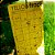 Armadilha Amarela para Insetos - 10 und - Yellow Trap - Coleagro - 30x10cm - Imagem 4