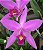 Orquidium 100 - Fertilizante Mineral para Orquídeas - 1 litro - Imagem 4