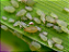 Óleo de Neem - Repelente de Insetos Natural - Agrooceânica - 100 ml - Imagem 4
