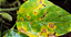 Óleo de Neem - Repelente de Insetos Natural - Agrooceânica - 100 ml - Imagem 3