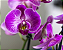Amino Peixe Garden Adubo para Orquídeas e Jardins - Agrooceânica - 1 litro - Imagem 3
