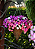Amino Peixe Garden Adubo para Orquídeas e Jardins - Agrooceânica - 1 litro - Imagem 4