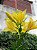 Amino Peixe Garden Adubo para Orquídeas e Jardins - Agrooceânica - 300 ml - Imagem 5