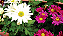Amino Peixe Garden Adubo para Orquídeas e Jardins - Agrooceânica - 300 ml - Imagem 6