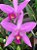 Amino Peixe Garden Adubo para Orquídeas e Jardins - Agrooceânica - 300 ml - Imagem 2