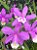 Amino Peixe Garden Adubo para Orquídeas e Jardins - Agrooceânica - 300 ml - Imagem 3