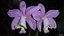 Pó Pirlimpimpim para Orquídeas - Fertilizante Agrooceânica - 250 gramas - Imagem 4