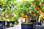 Plantafol Fertilizante - Frutificação e Enraizamento - 05 15 45 - Valagro - 1kg - Imagem 2