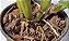 Substrato Orquídeas 1kg - Fibra de coco, casca de pinus e carvão vegetal - Forth Jardim - Imagem 2