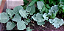 Sementes de Couve-brócoli Ramoso Santana - 500 mg - Isla - Imagem 2