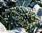 Sementes de Couve-brócoli Ramoso Santana - 500 mg - Isla - Imagem 3
