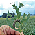 Dimy Pel proteja plantas contra Lagartas - 20g - Imagem 4