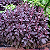 Sementes de Manjericão/Alfavaca Basilicão Rubi - 100 mg - Isla - Imagem 3