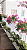 Forth Flores - Adubo de Floração Orgânico - Pronto Uso - 500 ml - Imagem 2