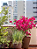 Forth Flores - Adubo de Floração Orgânico - Pronto Uso - 500 ml - Imagem 3