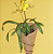 Vaso de Fibra de Coco para Orquídeas com Suporte de Parede - Coquim - Imagem 2