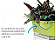 Jardineira Autoirrigável Floreira para plantas, temperos e flores - Verde Claro - Raiz - Imagem 4