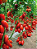 Sementes de Tomate San Marzano Italiano - 250 mg - Isla - Imagem 3