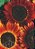Sementes de Girassol Sol Noturno - 800 mg - Isla - Imagem 2