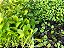 Sementes de Microverdes de Rúcula Surya - 2g - Isla - Imagem 2
