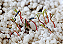 Kit com 3 Perlitas Expandida Grossa de 3 litros (9 litros) - Substrato Oxigenador de Solo - Imagem 3