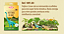 Kit de Cultivo de Microverdes Hortinha do Dino Feijão e Couve Isla - Imagem 2