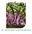 Kit de Cultivo de Microverdes Hortinha do Uni Repolho Roxo e Rabanete Isla - Imagem 4