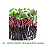 Kit de Cultivo de Microverdes Hortinha do Uni Repolho Roxo e Rabanete Isla - Imagem 5
