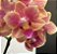 Forth Orquídeas - Adubo de Floração - Pronto Uso - 500 ml - Imagem 3