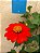 Armadilha Azul para Insetos - 5 und - Blue Trap Mini Garden - Coleagro - 12,5x10cm - Imagem 5