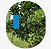 Armadilha Azul para Insetos - 5 und - Blue Trap Garden - Coleagro - 25x10cm - Imagem 6